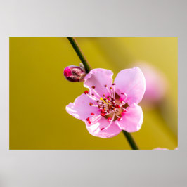 ベツオーベルンデブルメンフュールディワンド ポスター