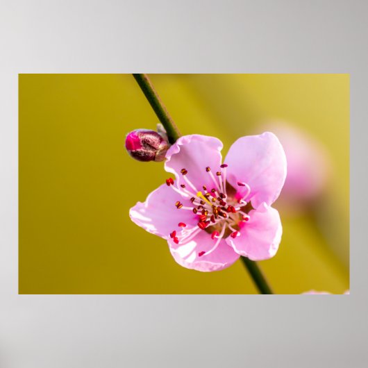 ベツオーベルンデブルメンフュールディワンド ポスター (正面)