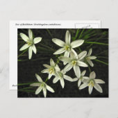 ベツレヘムのはがきの星 ポストカード (正面/裏面)