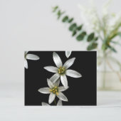 ベツレヘムの星 ポストカード (スタンド正面)