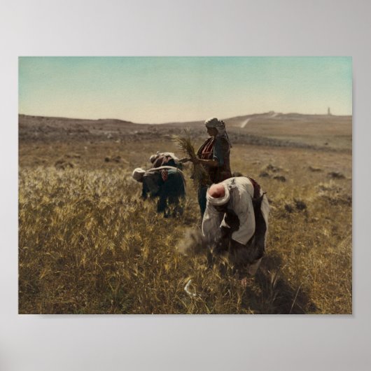 ベツレヘムの畑で収穫した大麦 ポスター (正面)