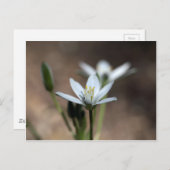 ベツレヘムの花 ポストカード (正面/裏面)