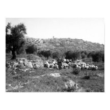 ベツレヘム外の羊飼いと羊