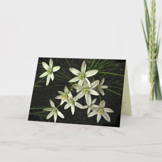 ベツレヘム·クリスマスの星 シーズンカード (正面)