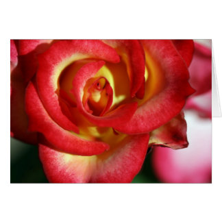 ベティー・ブープは上がりました