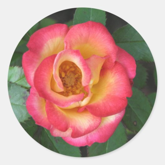 ベティ・ブース140 ラウンドシール (正面)