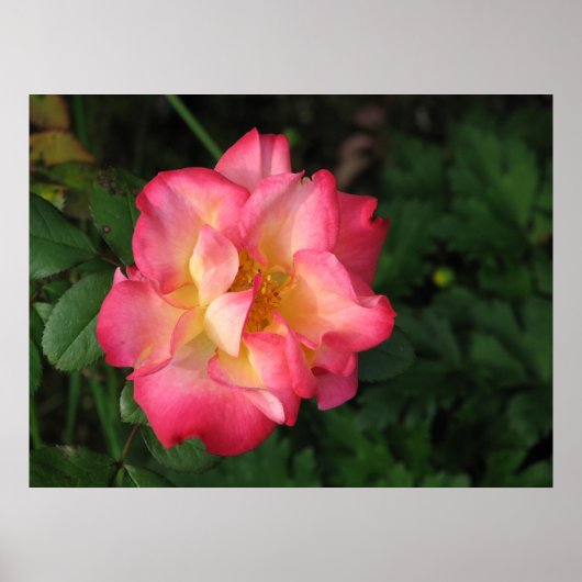 ベティ・ブース – 2009年5月24日139 ポスター (正面)