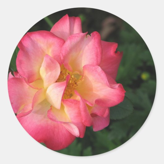 ベティ・ブース – 2009年5月24日139 ラウンドシール (正面)