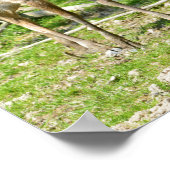 ベトナムシカon grass ポスター (角)