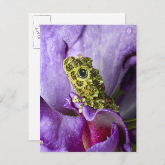 ベトナム南東部。モッシーな木のカエルのクローズアップ ポストカード (正面/裏面)