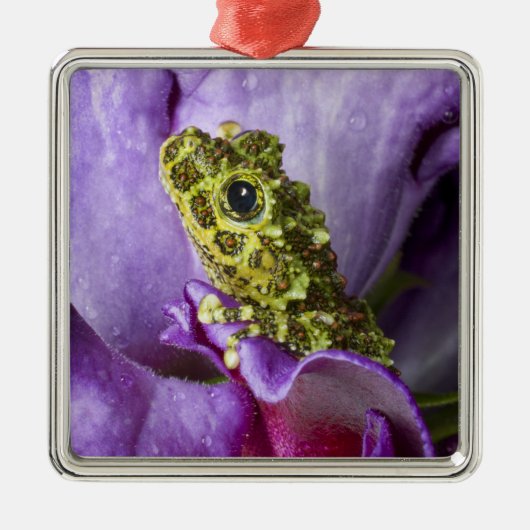 ベトナム南東部。モッシーな木のカエルのクローズアップ メタルオーナメント (正面)