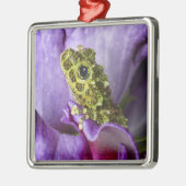 ベトナム南東部。モッシーな木のカエルのクローズアップ メタルオーナメント (左)