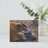 ベトナム豚はがき ポストカード (スタンド正面)