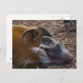 ベトナム豚はがき ポストカード (正面/裏面)