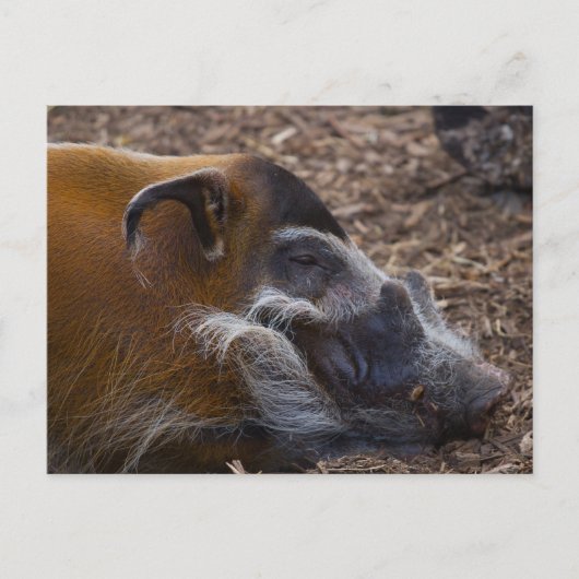 ベトナム豚はがき ポストカード (正面)