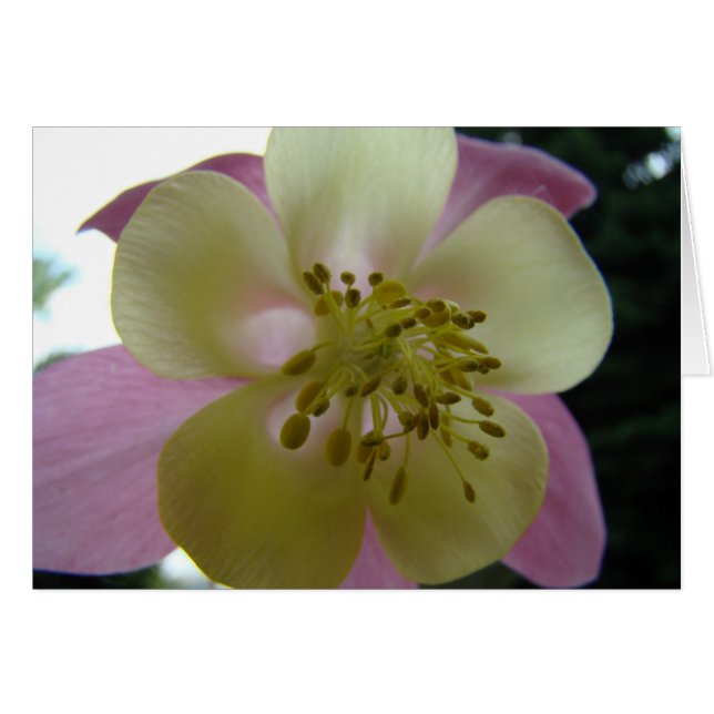 ベドゥタ (正面横)