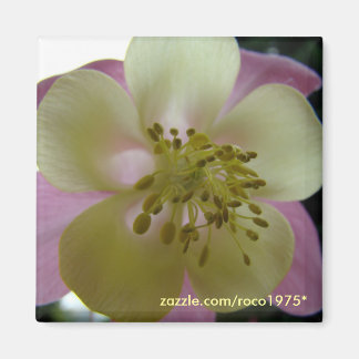 ベドゥタ マグネット