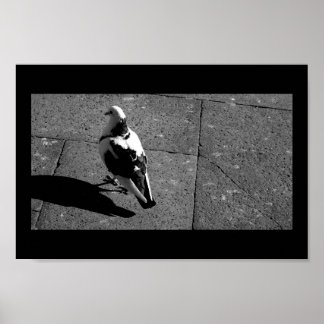 ベニスのハト ポスター