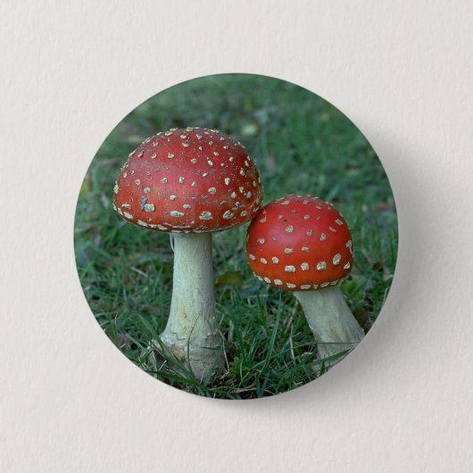 ベニテングタケ(テングタケ属のmuscaria) 缶バッジ (正面)
