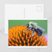 ベニバナに花粉が付いたミツバチ ポストカード (正面/裏面)