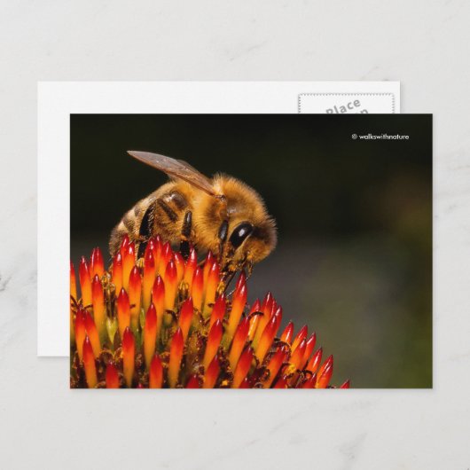 ベニバナを受粉させる美しいミツバチ ポストカード (正面/裏面)