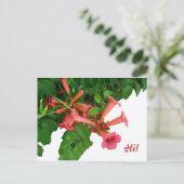 ベニバナガマリ ポストカード (スタンド正面)