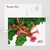 ベニバナガマリ ポストカード (正面/裏面)