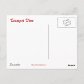 ベニバナガマリ ポストカード (裏面)