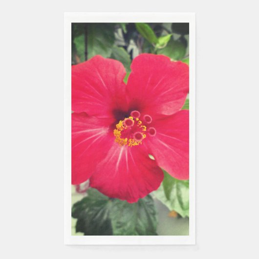 ベニバナハイビスカス（紅花ハイビスカス） (正面)