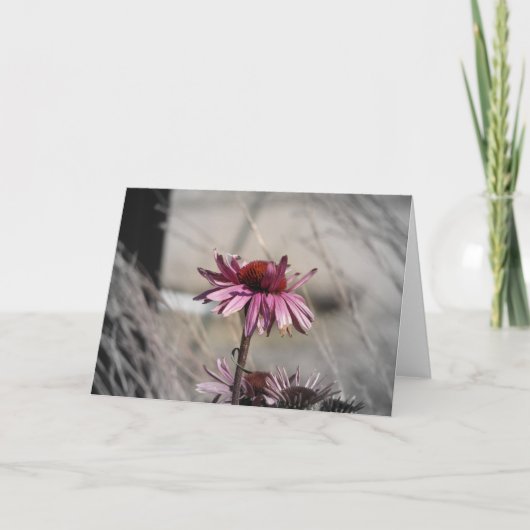 ベニバナ カード (正面)