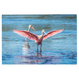 ベニヘラサギの金属の壁の芸術36 x 24 メタルプリント