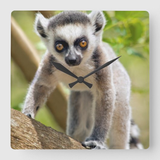 ベビーによってリング後につかれるlemur スクエア壁時計 (正面)