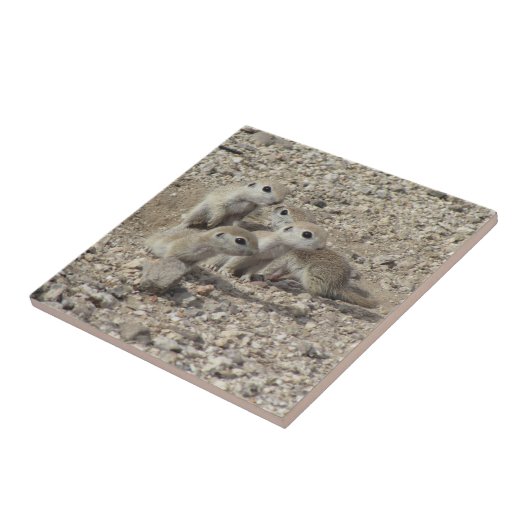 ベビーによって円形後につかれる地上リス家族 タイル (側面)