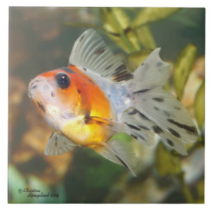 ベビーのさらさのRyukinの金魚のタイル タイル