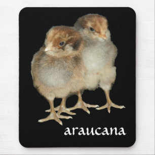 ベビーのひよこのaraucanaの鶏の鳥類学の鳥 マウスパッド