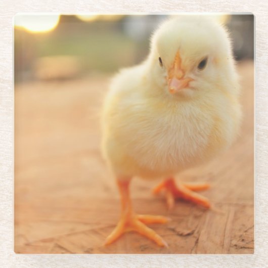 ベビーのひよこ ガラスコースター (正面)