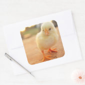 ベビーのひよこ スクエアシール (封筒)