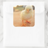 ベビーのひよこ スクエアシール (バッグ)