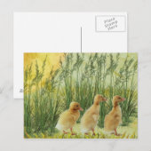 ベビーのひよこ ポストカード (正面/裏面)