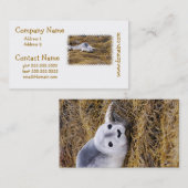 ベビーのアザラシの名刺 名刺 (正面/裏面)