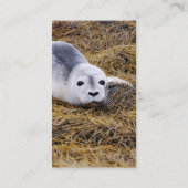 ベビーのアザラシの名刺 名刺 (裏面)