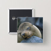 ベビーのアシカ、ガラパゴス諸島 缶バッジ (正面&裏面)