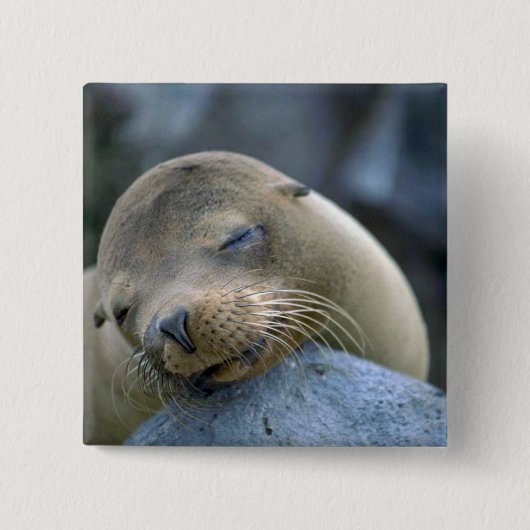 ベビーのアシカ、ガラパゴス諸島 缶バッジ (正面)