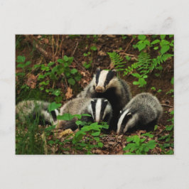 ベビーのアナグマを持つ母 ポストカード