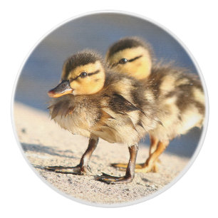 ベビーのアヒルの子ガモの鳥の野性生物動物のノブ セラミックノブ