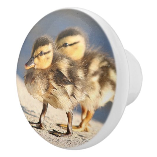 ベビーのアヒルの子ガモの鳥の野性生物動物のノブ セラミックノブ