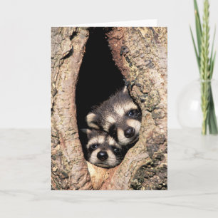 ベビーのアライグマが木から覗き出す カード