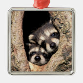 ベビーのアライグマが木から覗き出す メタルオーナメント (正面)
