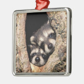 ベビーのアライグマが木から覗き出す メタルオーナメント (左)
