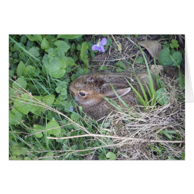 ベビーのウサギの空白のなカード (正面横)